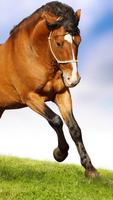 Horses Wallpapers HD ภาพหน้าจอ 3