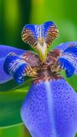 Iris wallpapers HD постер