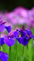 Iris wallpapers HD اسکرین شاٹ 2