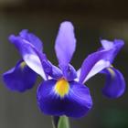 Iris Flower Wallpapers HD آئیکن