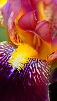 Iris Flower Wallpapers HD ภาพหน้าจอ 3