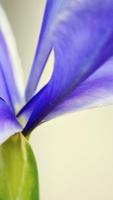 Iris Flower Wallpapers HD โปสเตอร์