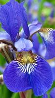 Iris Flower Wallpapers HD 截图 1