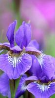 Iris Flower Wallpapers HD imagem de tela 2