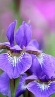 Iris Flower Wallpapers HD 截图 2
