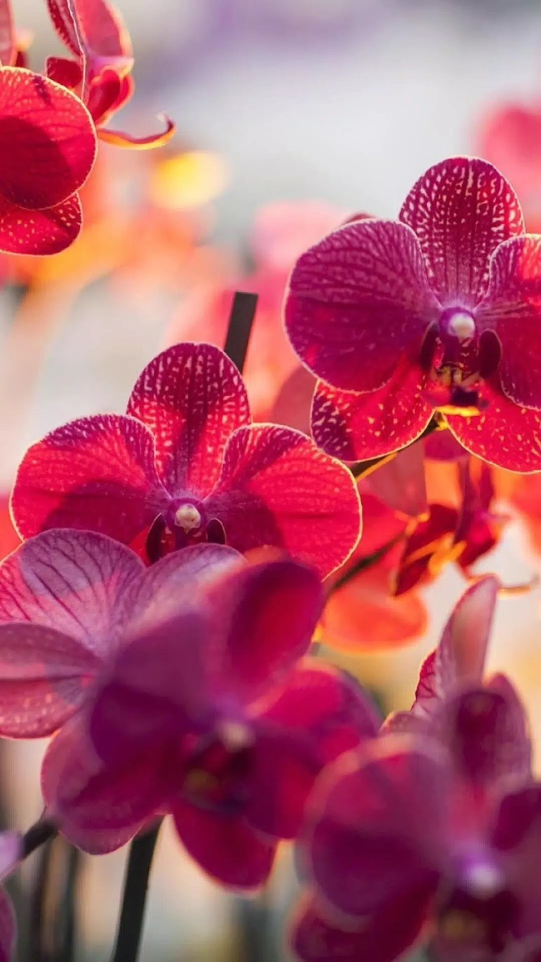 Скачать Orchid Wallpapers HD APK для Android