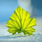 Leaves Wallpapers HD 图标