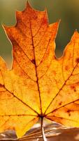 Leaves Wallpapers HD 截图 1