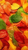 Leaves Wallpapers HD 截图 2