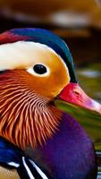 Mandarine Duck Wallpapers HD screenshot 1