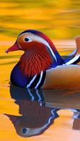 Mandarine Duck Wallpapers HD imagem de tela 2