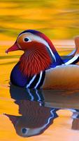 Mandarine Duck Wallpapers HD 스크린샷 2