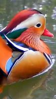 Mandarine Duck Wallpapers HD imagem de tela 3