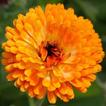 Marigold Wallpapers HD