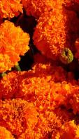 Marigold Wallpapers HD Affiche