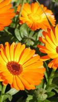 1 Schermata Marigold Wallpapers HD