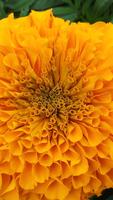 Marigold Wallpapers HD 截图 2