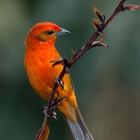Scarlet Tanager wallpapers HD icône
