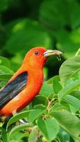 Scarlet Tanager wallpapers HD capture d'écran 3