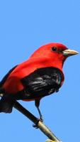 Scarlet Tanager wallpapers HD Affiche