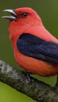 Scarlet Tanager wallpapers HD capture d'écran 1