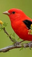 Scarlet Tanager wallpapers HD स्क्रीनशॉट 2