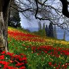 Spring Wallpapers HD simgesi