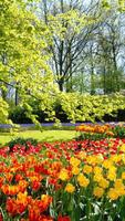 Spring Wallpapers HD imagem de tela 3