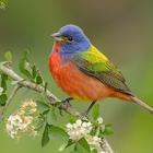 Painted Bunting Wallpapers HD icône