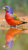 Painted Bunting Wallpapers HD 截圖 3