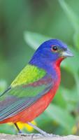 Painted Bunting Wallpapers HD Cartaz