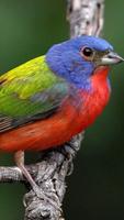 Painted Bunting Wallpapers HD capture d'écran 1