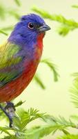 Painted Bunting Wallpapers HD imagem de tela 2