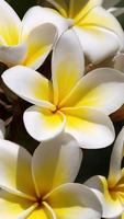 Plumeria Wallpapers HD poster