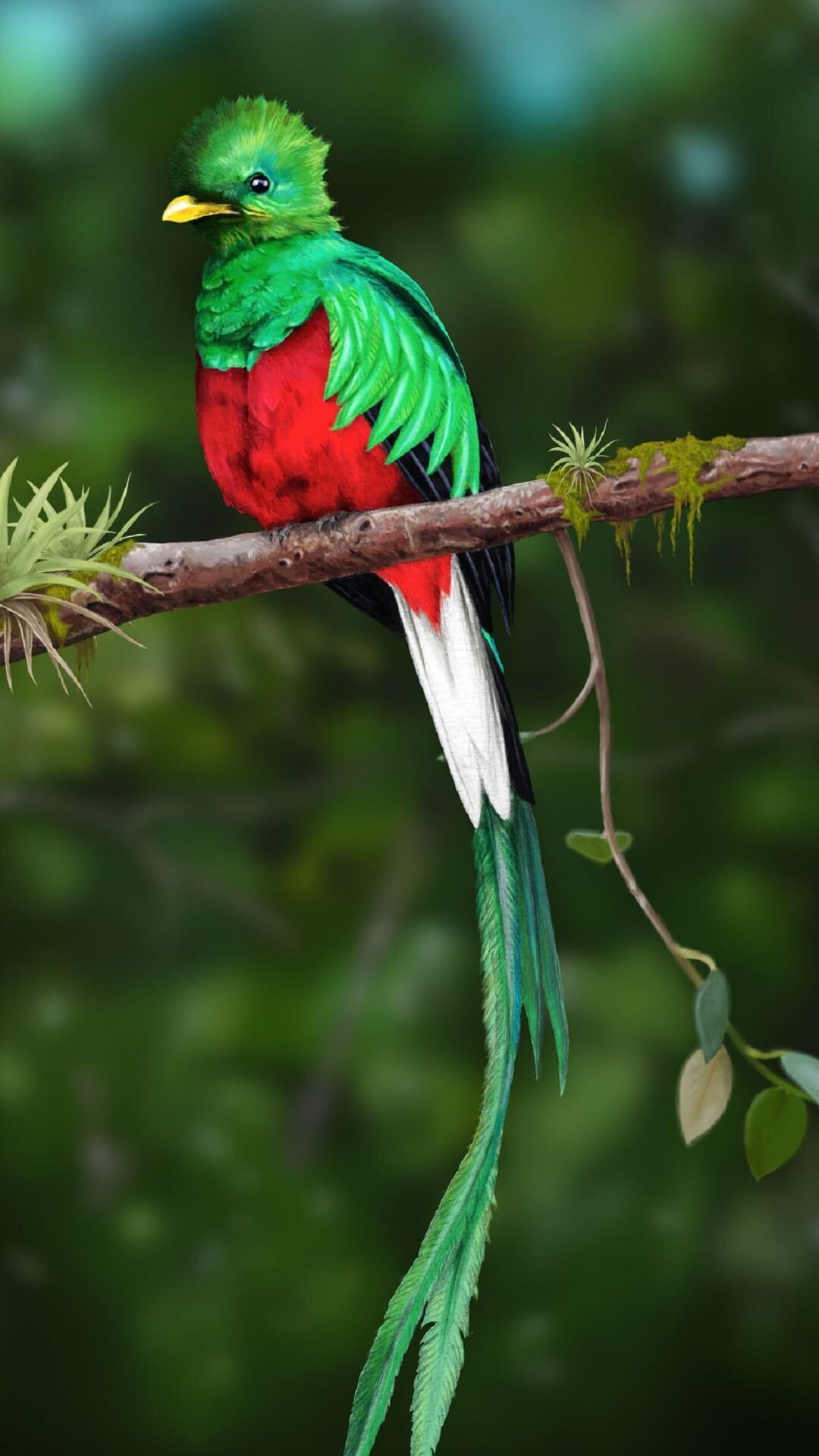 Quetzal Wallpapers HD for Android - APK Download