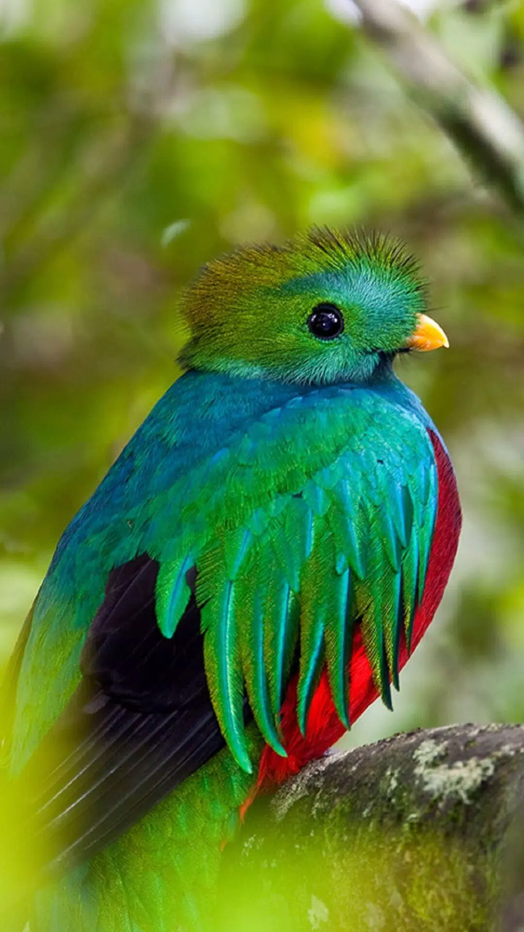 Quetzal Wallpapers Hd Apk For Android Download