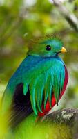 Quetzal Wallpapers HD Plakat