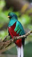 Quetzal Wallpapers HD 스크린샷 1