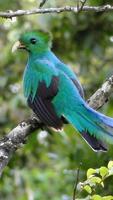 Quetzal Wallpapers HD 截图 2