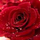 Rose Wallpapers HD 图标