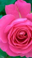 Rose Wallpapers HD imagem de tela 1