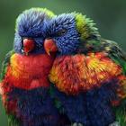 Rainbow Lorikeet Wallpapers HD иконка