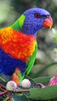 Rainbow Lorikeet Wallpapers HD capture d'écran 3