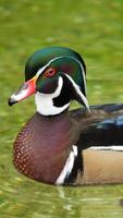 Wood Duck Wallpapers HD-poster