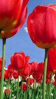 Tulips Wallpapers HD Affiche