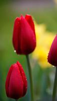 Tulips Wallpapers HD screenshot 1