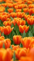 Tulips Wallpapers HD screenshot 3