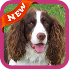 Springer Spaniels Wallpaper icon