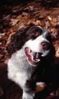 Springer Spaniels Wallpaper 截圖 3