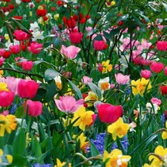Descargar APK de Flores de primavera